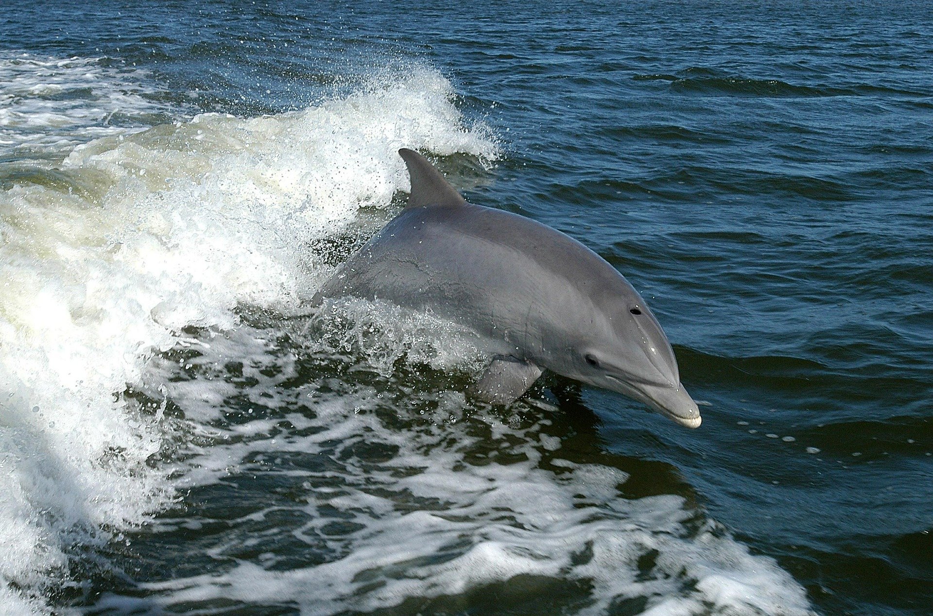 Top Dolphin and Snorkeling Tours