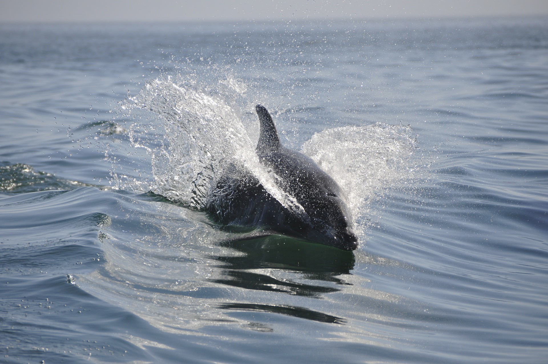 Top Dolphin And Snorkeling Tours