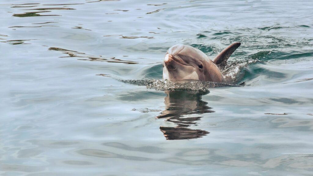 Lower Grand Lagoon Dolphin Tours