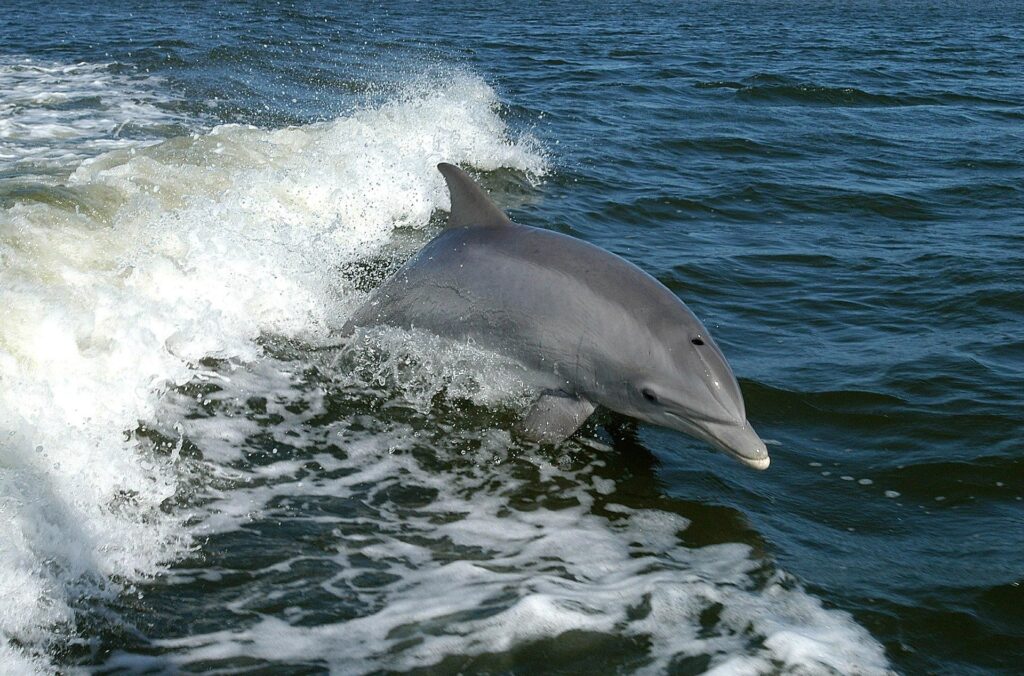 Lower Grand Lagoon Dolphin Tours