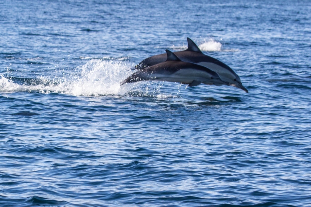 Gulf Lagoon Beach Dolphin Tours