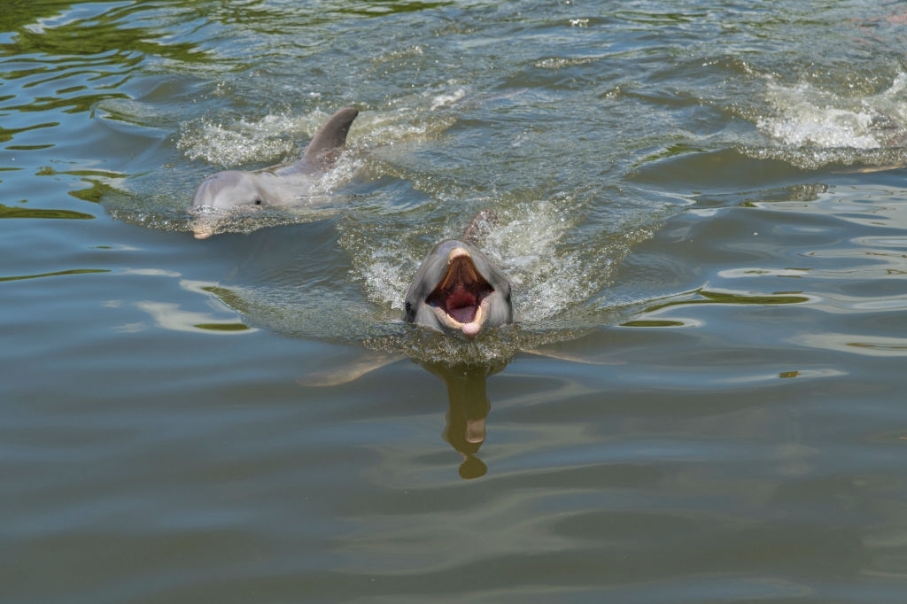 Sun Harbor Marina Dolphin Tours