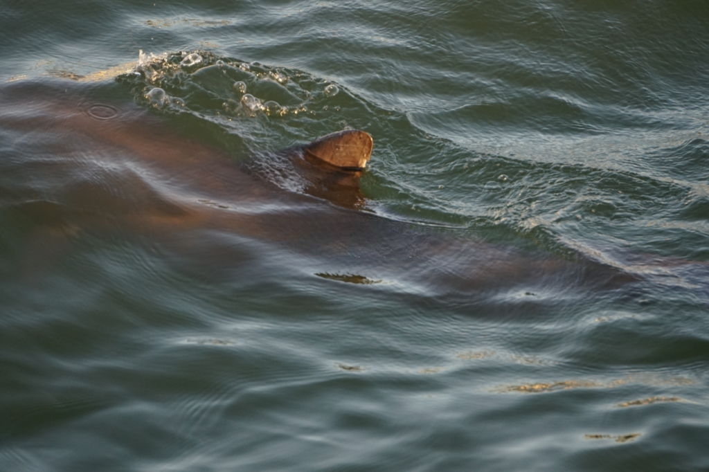 Upper Grand Lagoon Dolphin Tours