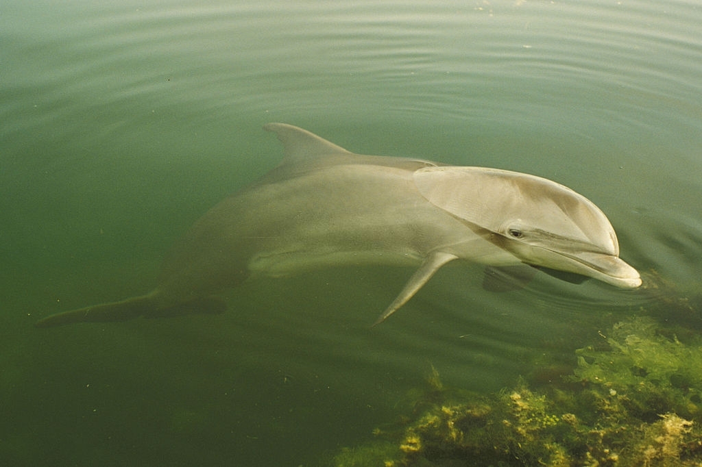 Uncle Ernie's Panama City Dolphin Tours