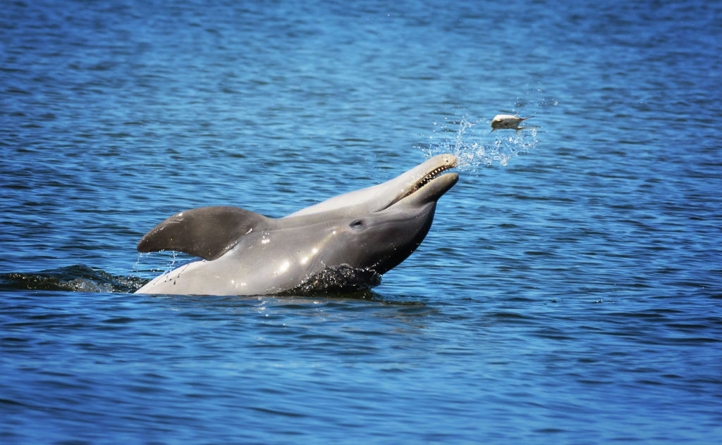 Sisters Of The Sea Dolphin Tours