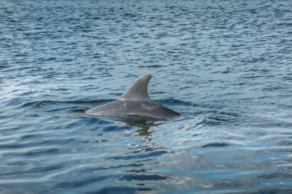 Pirates Cove Marina Dolphin Tours