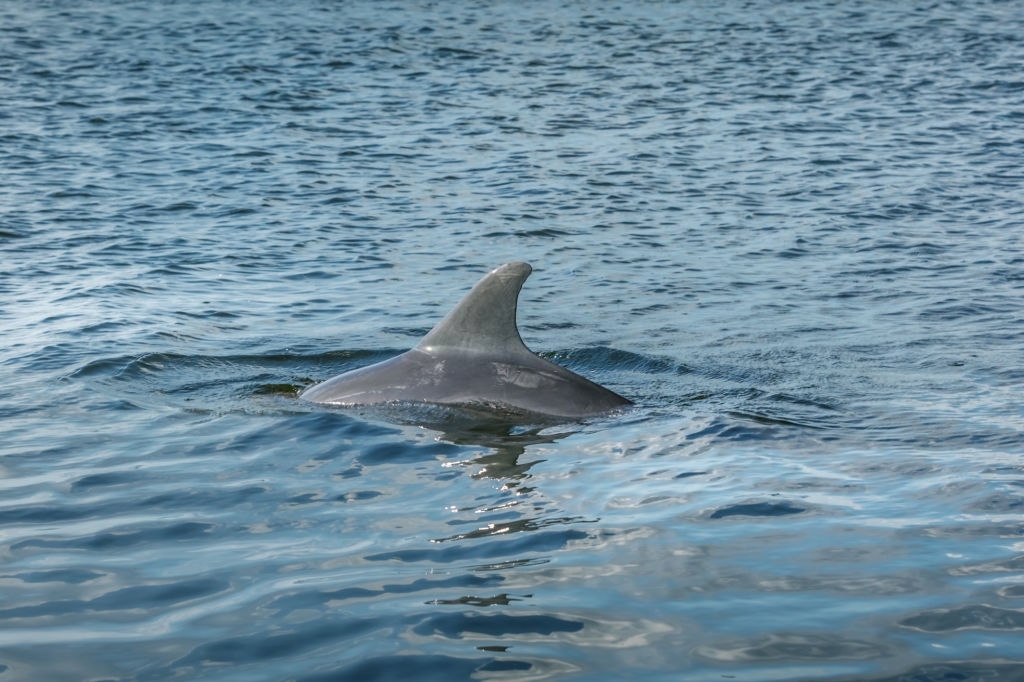 St Andrews State Park Dolphin Tours