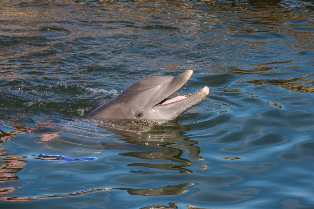 Upper Grand Lagoon Dolphin Tours