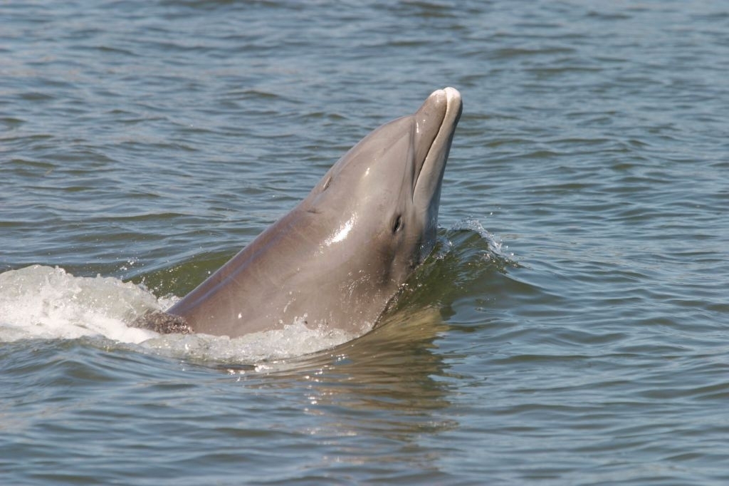 Sun Harbor Marina Dolphin Tours