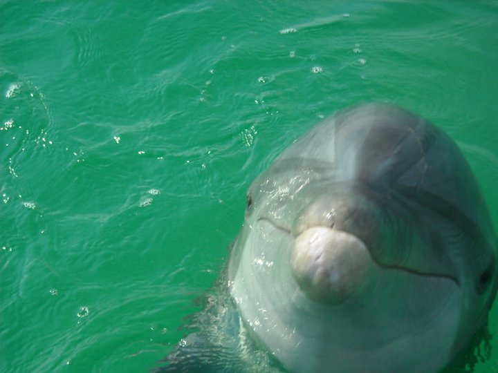 Laguna Beach Dolphin Tours