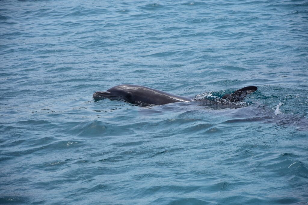 Panama City Beach Dolphin Tours