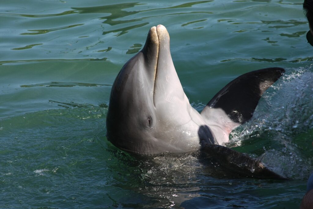 Carl Grey Park Dolphin Tours