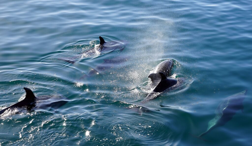 Carl Grey Park Dolphin Tours