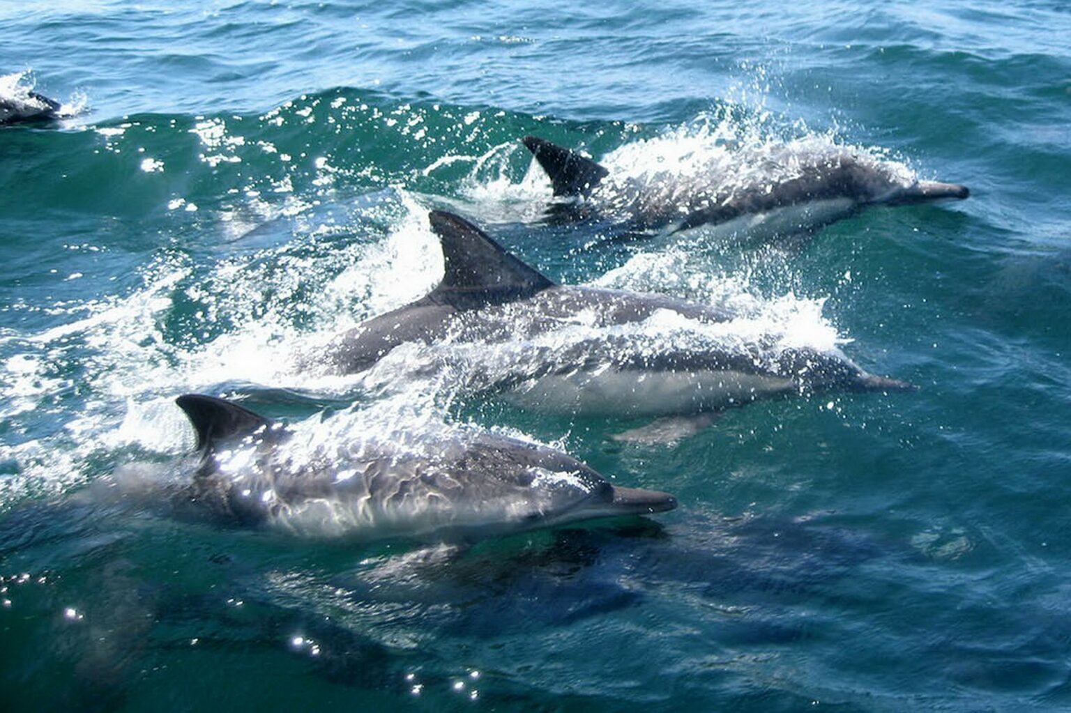The Grand Marlin Dolphin Tours Incredible Dolphin Tours and Kayaking