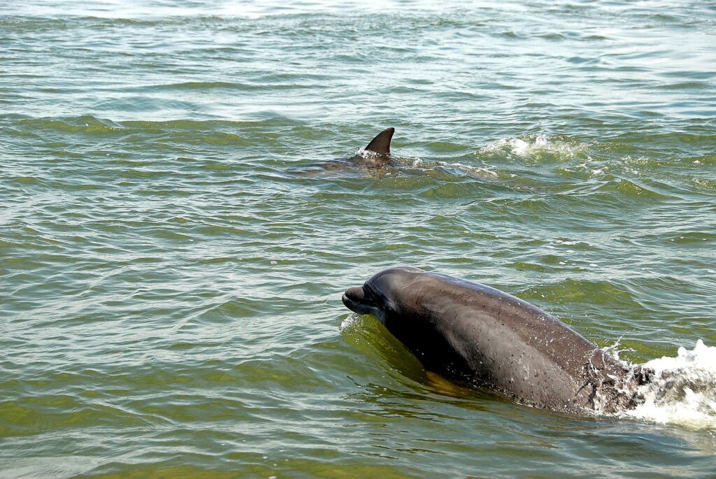 Carl Grey Park Dolphin Tours