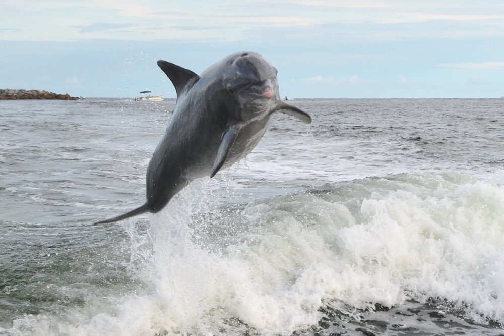 C.S.S Yacht Basin Dolphin Tour