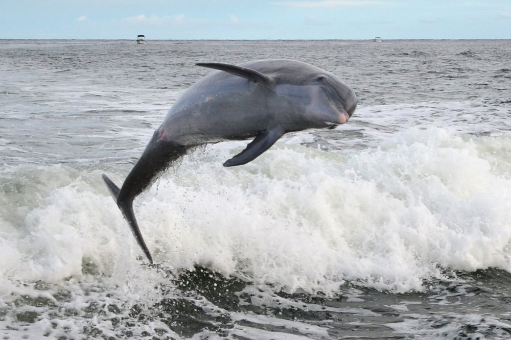 C.S.S Yacht Basin Dolphin Tour