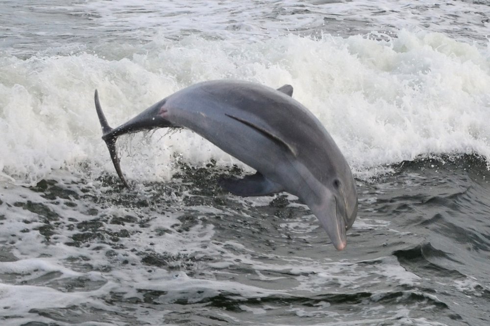 Inlet Beach Dolphin Tours