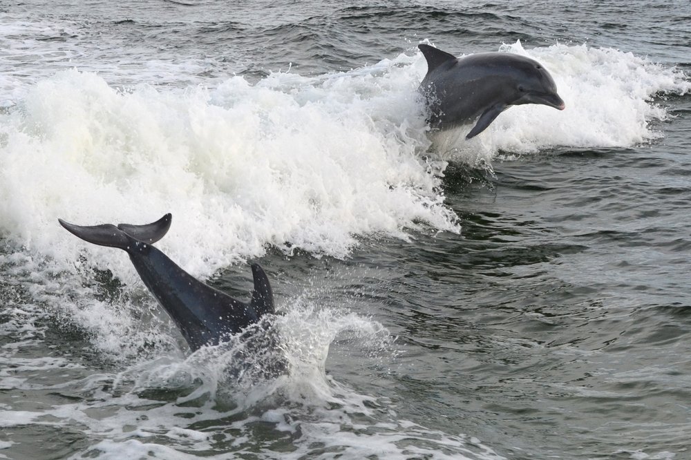 Bristol Harbor Marina Dolphin Tours