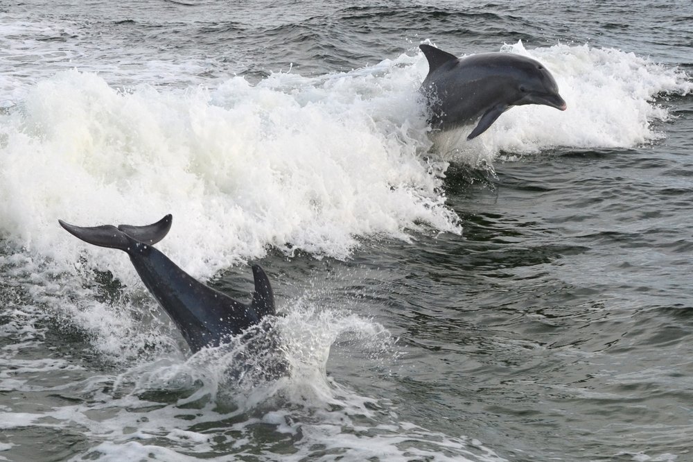 Shell Island Dolphin Tours