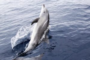 Split Charters Dolphin and Snorkeling Tours