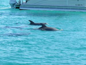 Private Dolphin and Snorkeling Tours